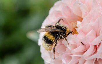 Les Abeilles et leur Rôle Crucial dans la Pollinisation