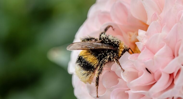 Les Abeilles et leur Rôle Crucial dans la Pollinisation
