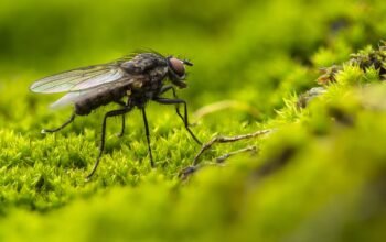 5 faits intéressants sur les insectes