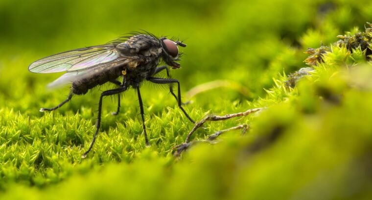 5 faits intéressants sur les insectes