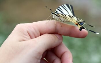 Insectes à élever : découvrez les insectes les plus fascinants